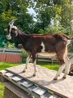 Prachtige dekbok te koop, Dieren en Toebehoren, Schapen, Geiten en Varkens, Mannelijk, Geit