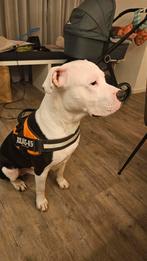 Lief jong pitbul, Dieren en Toebehoren, Honden | Jack Russells en Terriërs, Rabiës (hondsdolheid), Eén hond, 3 tot 5 jaar, Nederland