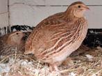 Japanse kwartel hennen, Dieren en Toebehoren, Vogels | Overige Vogels, Vrouwelijk