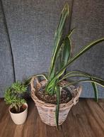 2x vetplant (crassula ovata & sansevieria/vrouwentong), Ophalen of Verzenden, Vetplant