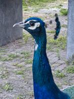 Te koop blauwe pauw haan, Dieren en Toebehoren, Pluimvee, Mannelijk, Kip