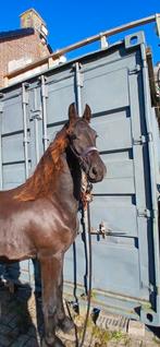 Friese 2  jarige barock pinto, barock pinto van Ieme bp, Dieren en Toebehoren, Paarden, Merrie, Minder dan 160 cm, Gechipt, Niet van toepassing
