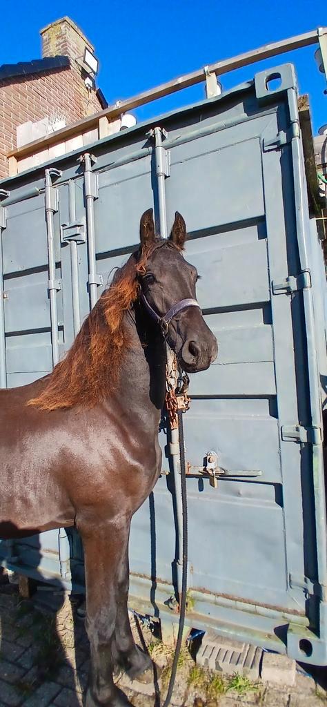 Friese 2  jarige barock pinto, barock pinto van Ieme bp, Dieren en Toebehoren, Paarden, Merrie, Niet van toepassing, Minder dan 160 cm