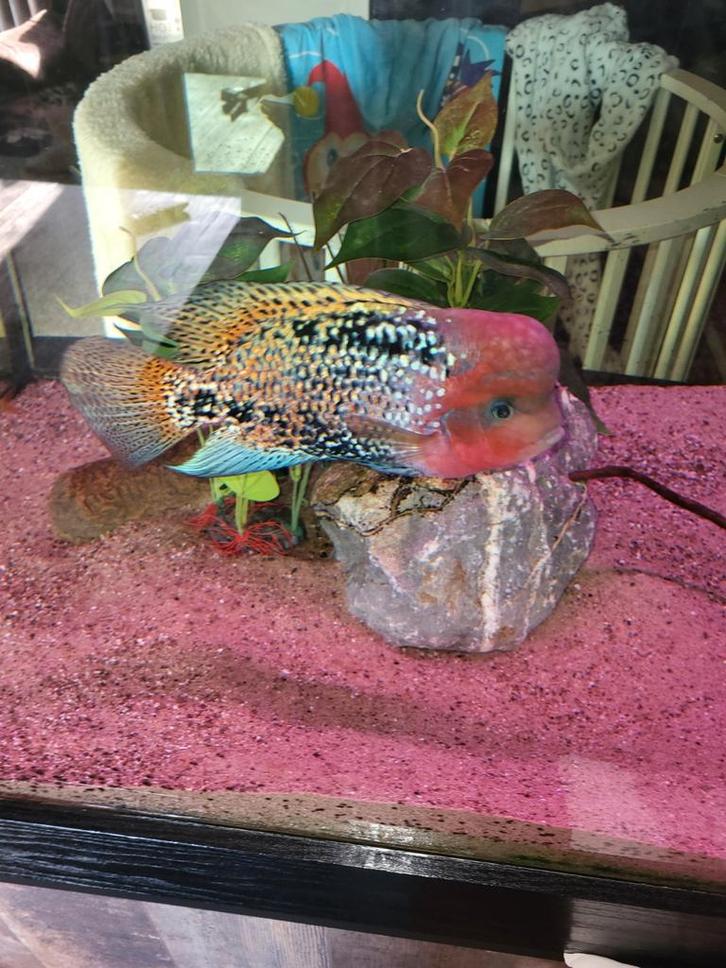 Vieja blue spotted koppel, Dieren en Toebehoren, Vissen | Aquariumvissen, Vis