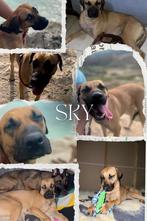 Gezocht Adoptieouder voor Sky (arubaans), Particulier, Rabiës (hondsdolheid), Buitenland, Teef