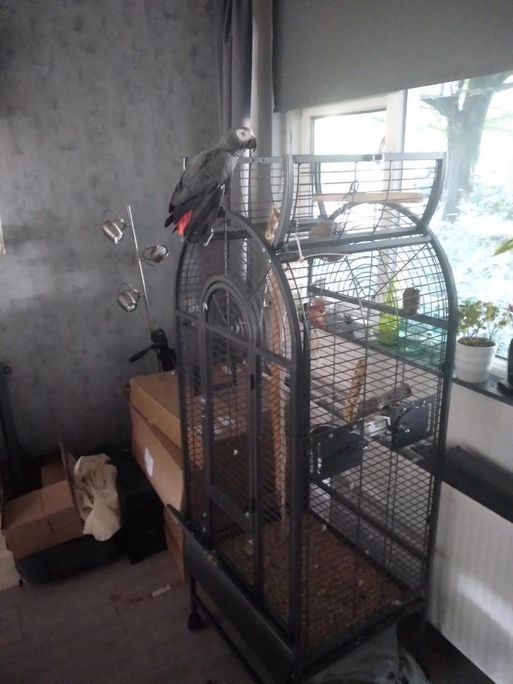 Grijze roodstaart met kooi., Dieren en Toebehoren, Vogels | Hokken en Kooien, Zo goed als nieuw, Vogelkooi, Metaal, Ophalen