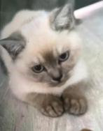 Mooie Britse Korthaar kitten (4 mnd) met spullen, Dieren en Toebehoren, Kater, Ontwormd