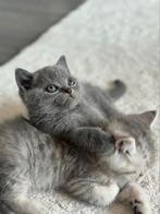 Raszuivere britse korthaar kittens, Meerdere dieren, Ontwormd
