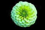 Groene Zinnia zaden, Verzenden, Zaad