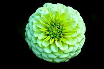 Groene Zinnia zaden beschikbaar voor biedingen