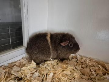Jong US Teddy cavia zeugje
 beschikbaar voor biedingen