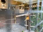 Zebravinken, Dieren en Toebehoren, Meerdere dieren, Kleurkanarie