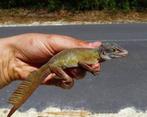 Anolis ferreus koppel, Dieren en Toebehoren, Reptielen en Amfibieën, Slang, 0 tot 2 jaar
