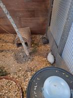 Chinese dwerg kwartel hen, Dieren en Toebehoren, Pluimvee, Vrouwelijk, Overige soorten
