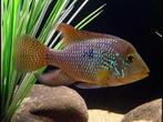 Zuid Amerikaanse Cichliden: Geophagus brasiliensis, Dieren en Toebehoren, Vis, Zoetwatervis