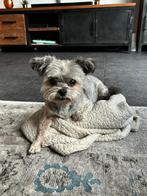 Boomer, 6 jaar of ouder, Rabiës (hondsdolheid), Eén hond, Nederland