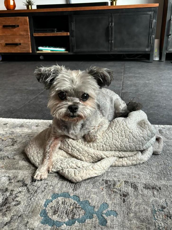 Boomer, Dieren en Toebehoren, Honden | Jack Russells en Terriërs, Reu, Overige rassen, Particulier, Eén hond, Nederland, 6 jaar of ouder