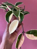 Hoya Krimson Queen, Verzenden, Overige soorten, Minder dan 100 cm