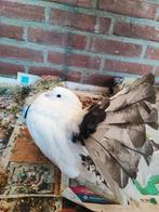 Mannelijke duif, Mannelijk