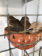 Goudvinken en putters, Dieren en Toebehoren, Vogels | Overige Vogels, Meerdere dieren, Wildzangvogel