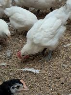 Kuikens van de marans en poule du bresse, Meerdere dieren, Kip