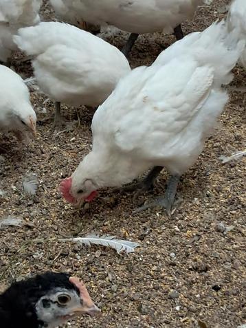 Kuikens van de marans en poule du bresse beschikbaar voor biedingen