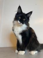 Maine Coon kittens stamboom paspoort ouders getest chip etc, Dieren en Toebehoren, Poes, Gechipt, 0 tot 2 jaar