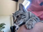 Britse korthaar kittens x bengaalse, Dieren en Toebehoren, Katten en Kittens | Raskatten | Korthaar, Kater, Gechipt, 0 tot 2 jaar