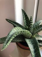 Aloë Variegatae (dwerg Aloë), Vetplant, Minder dan 100 cm, Bloeiende kamerplant, Halfschaduw