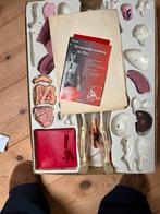 Anatomie set te koop, Ophalen of Verzenden, Zo goed als nieuw