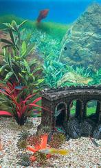 Aquarium Visjes, Dieren en Toebehoren, Ophalen of Verzenden, Gevuld zoetwateraquarium