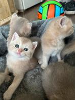 Britse korthaar kittens, Dieren en Toebehoren, Katten en Kittens | Raskatten | Korthaar, Meerdere dieren, Ontwormd, 0 tot 2 jaar