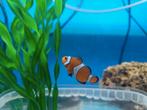 Amphiprion ocellaris / driebandanemoonvis koppel, Dieren en Toebehoren, Vissen | Aquariumvissen, Vis