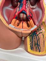 Groot anatomisch beeld buste leermiddel, Ophalen, Zo goed als nieuw