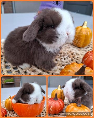 Choco bont minilop konijntje  beschikbaar voor biedingen