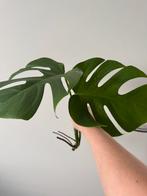 Stek 1 - monstera variegata, Huis en Inrichting, Kamerplanten, Ophalen, Halfschaduw, Minder dan 100 cm
