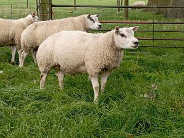 Stamboek Texelaar fokrammen beschikbaar voor biedingen