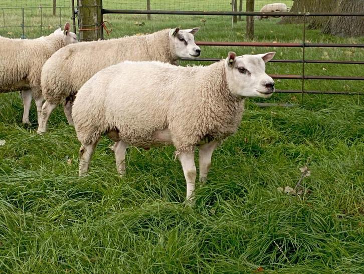 Stamboek Texelaar fokrammen, Dieren en Toebehoren, Schapen, Geiten en Varkens, Schaap, Mannelijk, 0 tot 2 jaar