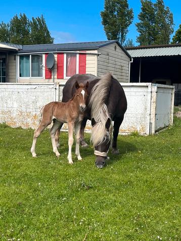 Twee Schwarzwalder dunkelfuchs hengstenveulens te koop beschikbaar voor biedingen