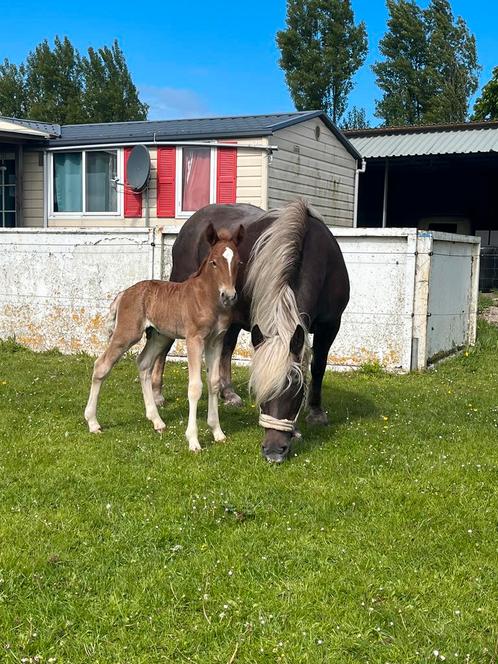 Een Schwarzwalder dunkelfuchs hengstenveulen te koop, Dieren en Toebehoren, Paarden, Hengst, Minder dan 160 cm, 0 tot 2 jaar, Met stamboom