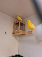 2 koppel kanaries, Dieren en Toebehoren, Vogels | Kanaries, Meerdere dieren, Kleurkanarie