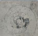 Fossiele Ammoniet in kalksteen, Ophalen, Fossiel