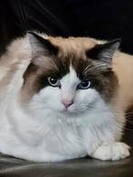 Ragdoll (dek)kater met stamboom, Dieren en Toebehoren, 0 tot 2 jaar