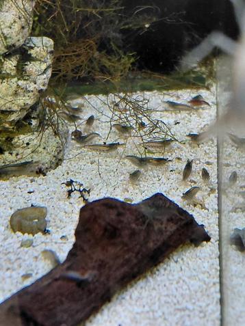 Japonica Garnalen beschikbaar voor biedingen