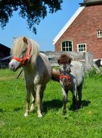 Shetlander mini veulens te koop, Dieren en Toebehoren, Merrie, Niet van toepassing, 0 tot 2 jaar, A pony (tot 1.17m)