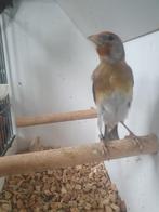 parva putter bastaard poppen, Dieren en Toebehoren, Vrouwelijk, Wildzangvogel, Geringd