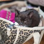 Lieve vrouwtjes kitten zoekt gouden huisje., Poes, Kortharig, 0 tot 2 jaar