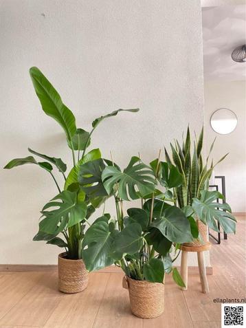 3 for 120 - Strelitzia, Monstera and Sansevieria plant beschikbaar voor biedingen