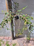 Orchidee Dendrobium Catenatum p15 (7)