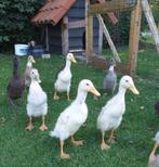 loopeenden, Meerdere dieren, Eend